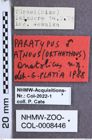 Etiketten zu Athous anatolicus (Platia, 1989) (NHMW-ZOO-COL-0008446)